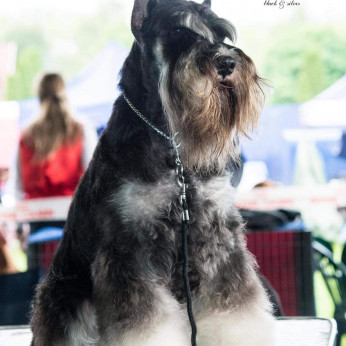 Miniatűr schnauzer kölykök
