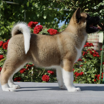 Amerikai Akita kölykök