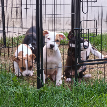 Amerikai staffordshire terrier kölyök