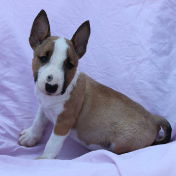 Mini Bull Terrier – Gyönyörű kölykök