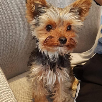 Yorkshire Terrier puppies