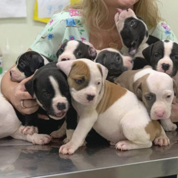 Amerikai staffordshire terrier kölykök