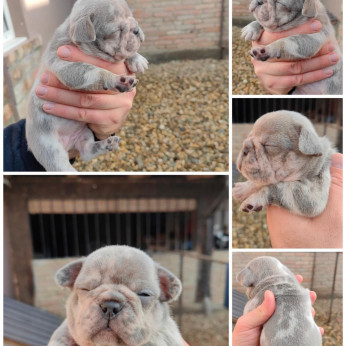 Francia bulldog Standard és egzotikus