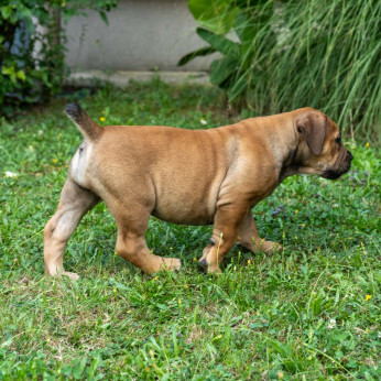 Dél-afrikai masztiff – Boerboel kiskutyák
