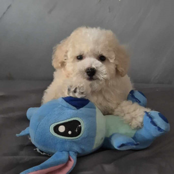 Uszkár és Maltipoo kölykök