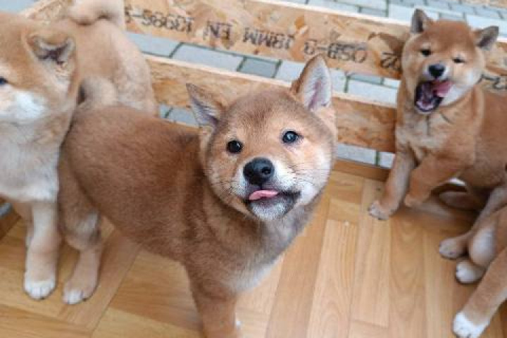 Shiba Inu kölykök