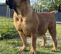 Dél-afrikai masztiff – Boerboel kölykök
