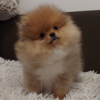 Pomerániaiak Boo kiskutyák eladók