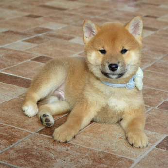 Shiba inu gyönyörű kiskutyák
