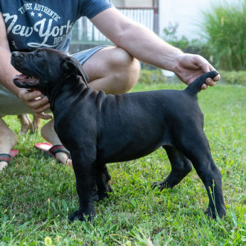 Dél-afrikai masztiff – Boerboel kiskutyák