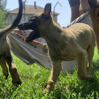 Malinois belga juhászkutya kölykök