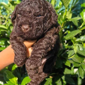 Lagotto Romagnolo kölykök
