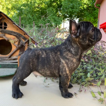 Francia bulldog kölykök