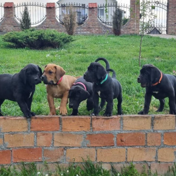 Afrikai Boerboel
