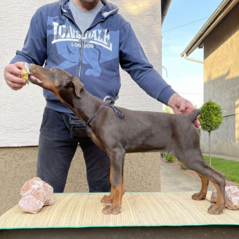 Doberman kölykök