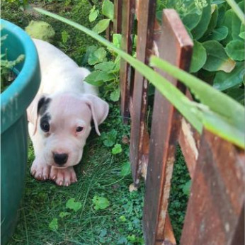 Dogo Argentino – Gyönyörű kölykök