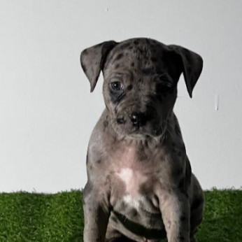 Amerikai pitbull terrier kölykök