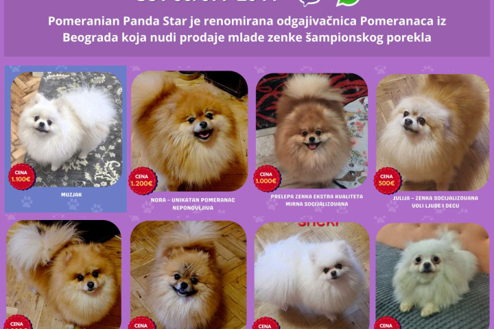 Pomerániai tenyészet fiatal nőstény kutyákat kínál eladásra