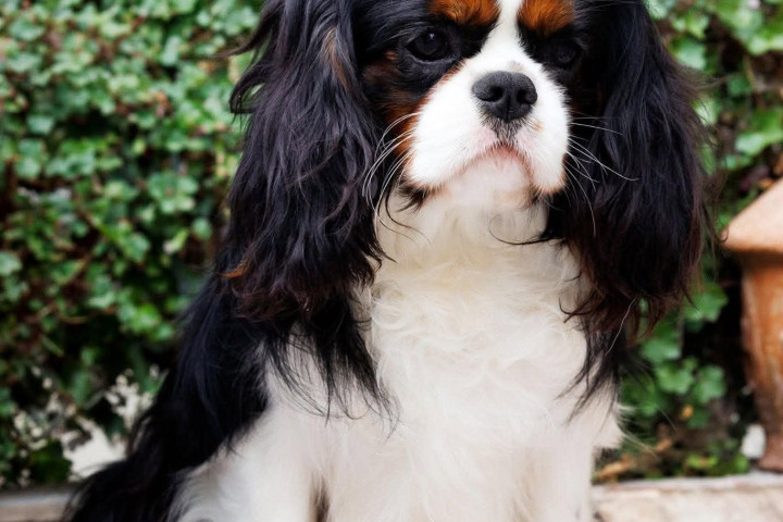 Cavalier King Charles spániel, kanok