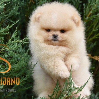 Pomeranian BOO macik, Pomerániai törpespicc kölykök