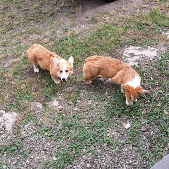 Két növendék corgi lány eladó