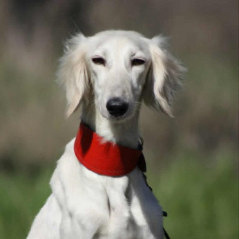 Perzsa agár SALUKI kölykök