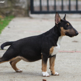 Mini Bull Terrier Kiskutyák