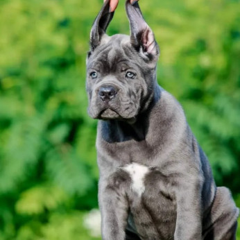Cane Corso kiskutyák AJÁNLÁS