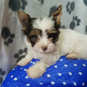 Biewer yorkshire yorki CSOKI mini kisfiú gazdit keres!