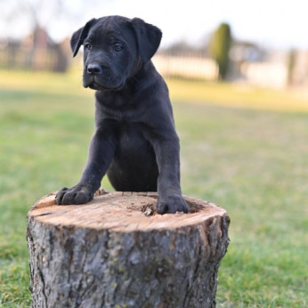 Cane Corso kiskutyák eladók