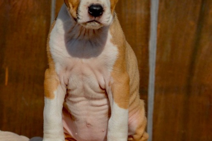 Amerikai staffordshire terrier