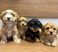 Havanese Bichon kölykök