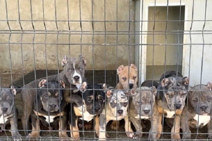 American Bully XL / XXL