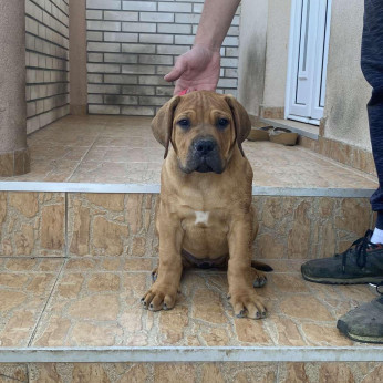 Afrikai Boerboel