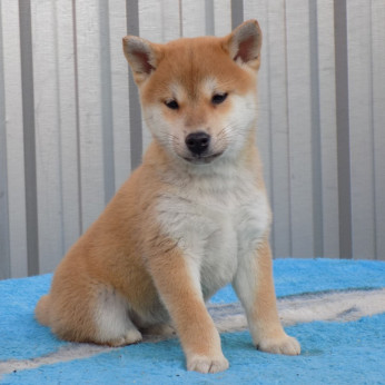 shiba inu