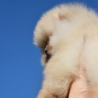 Pomerániai Boo kölykök