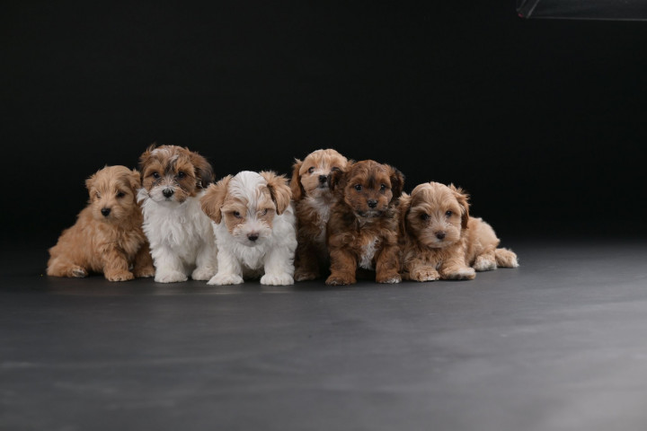 Bichon Havanese gyönyörű kölykök