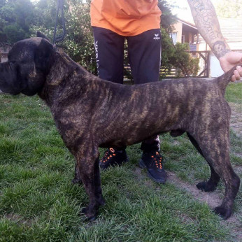 Cane Corso fiú eladó