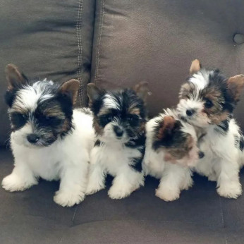 Biewer terrier kölykök