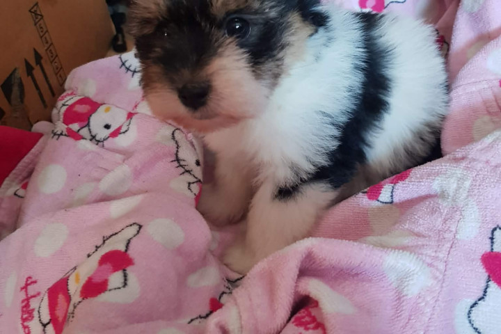 Biewer Yorki Yorkshire Terrier 2 hónapos kislány eladó!