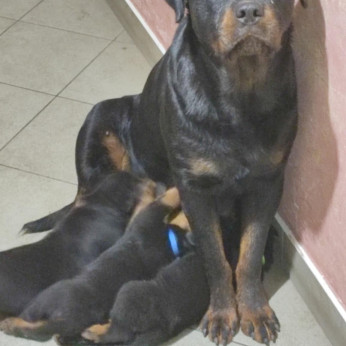 Minőségi Rottweiler kiskutyák szerető családba költöznének