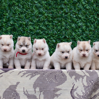 Szibériai Husky kölykök