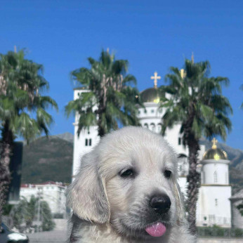 Arany retriever – gyönyörű kölykök