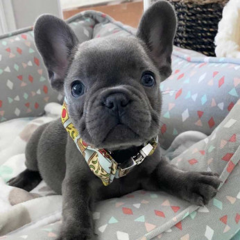 Francia bulldogok eladók. Üzleti WhatsApp: +37256348129