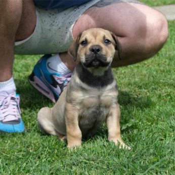 Boerboel (dél-afrikai masztiff) kölykök