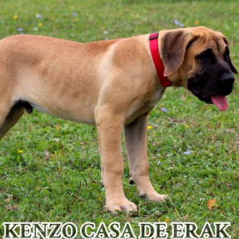 Presa Canario gyönyörű kiskutyák