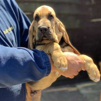 bloodhound