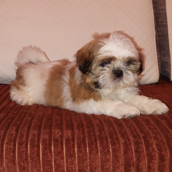 Shih-tzu babák Eladók!