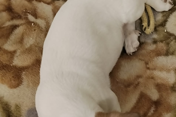 Jack Russell terrier