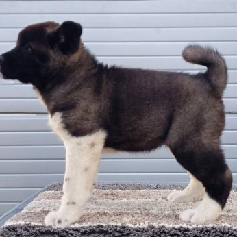 Amerikai akita TOP kölykök